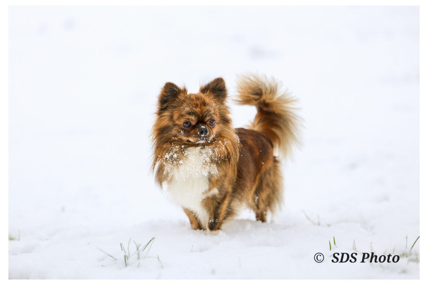 Vortex Du Jasmin Etoilé