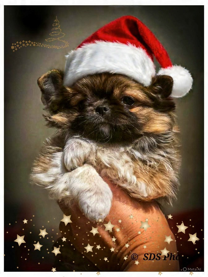 Petit c ur à prendre