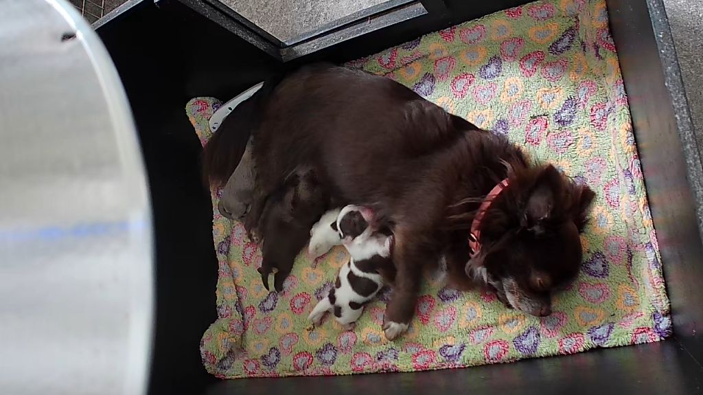 Naissance de 4 chiots chihuahua poils longs
