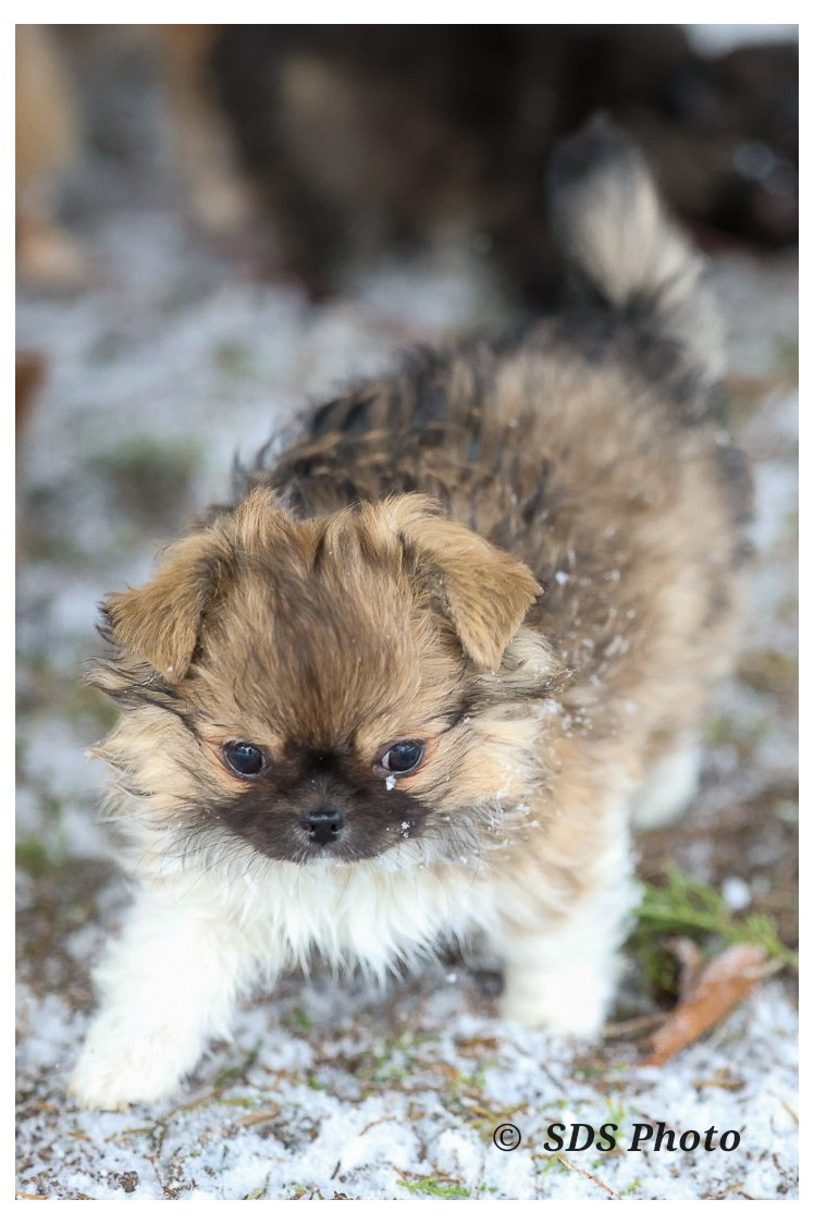 De la Cité Des Conquistadores - Chiots disponibles - Chihuahua