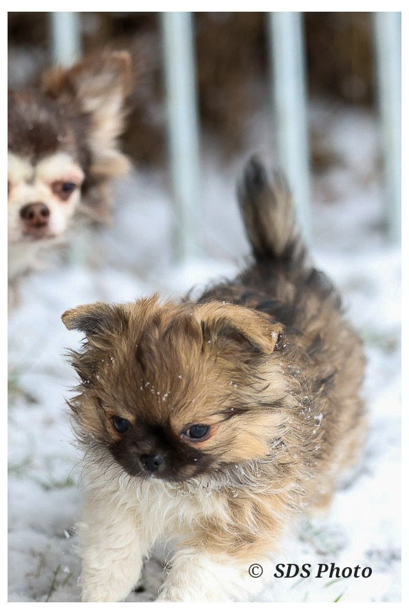 Chiot Chihuahua De la Cité Des Conquistadores