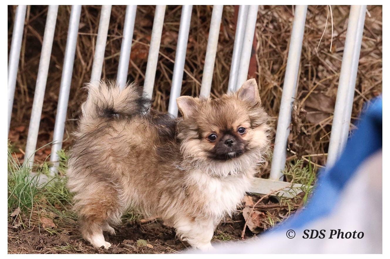 De la Cité Des Conquistadores - Chiots disponibles - Chihuahua