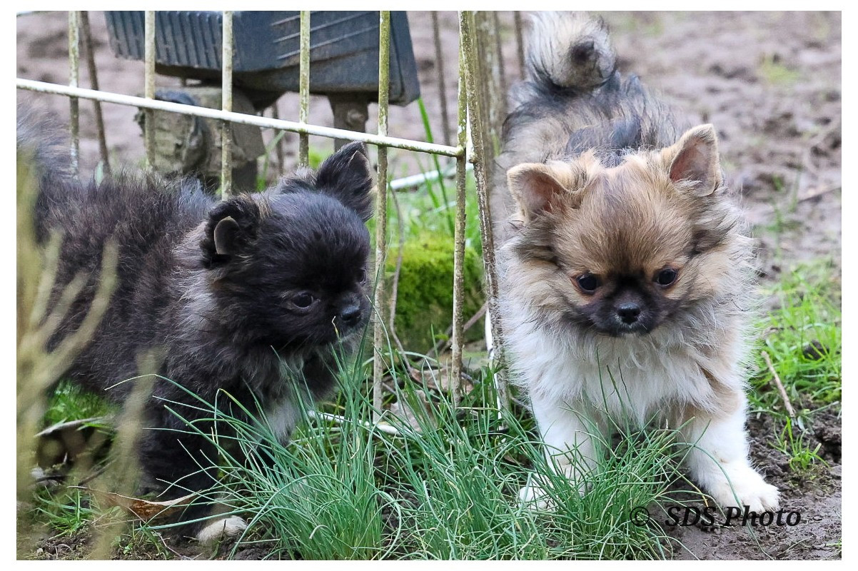 De la Cité Des Conquistadores - Chihuahua - Portée née le 19/10/2025