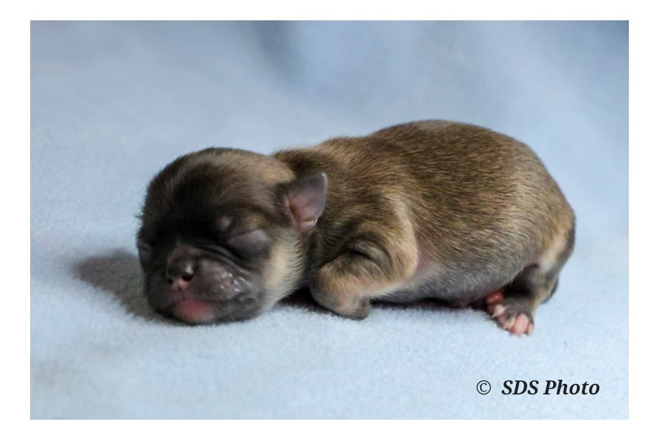 De la Cité Des Conquistadores - Chiots disponibles - Chihuahua
