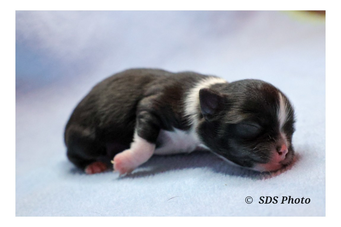 De la Cité Des Conquistadores - Chiots disponibles - Chihuahua