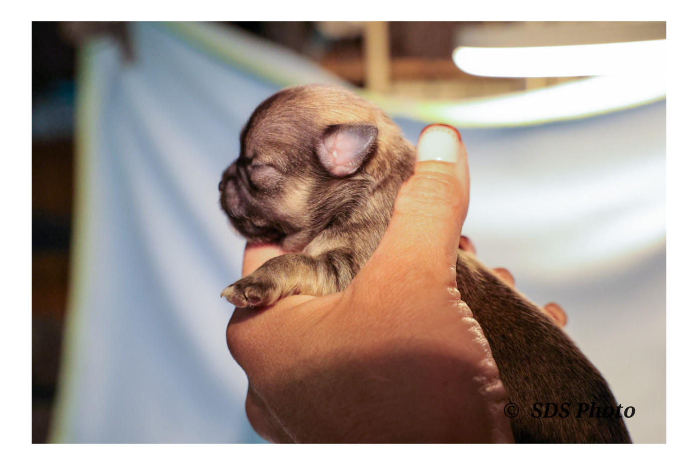 De la Cité Des Conquistadores - Chiots disponibles - Chihuahua