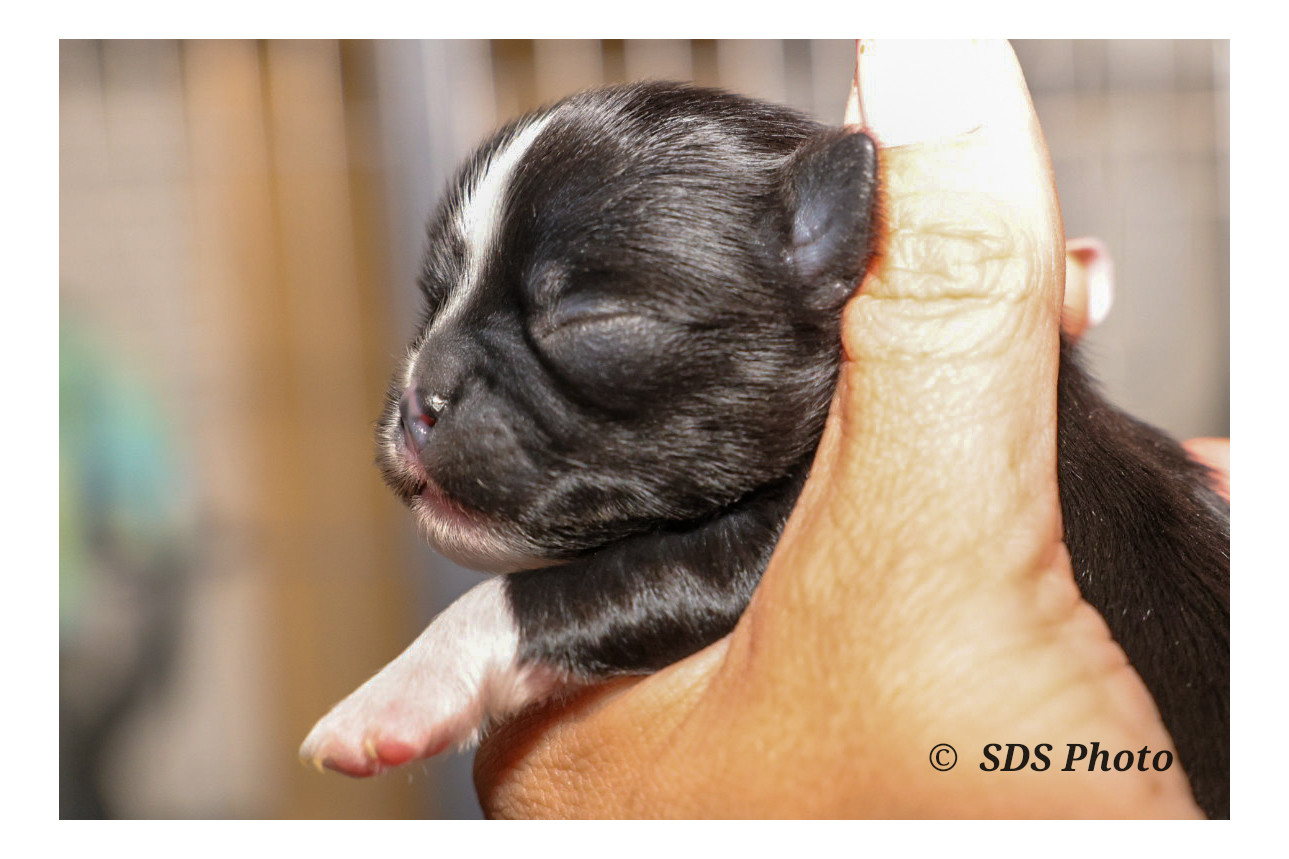 De la Cité Des Conquistadores - Chiots disponibles - Chihuahua