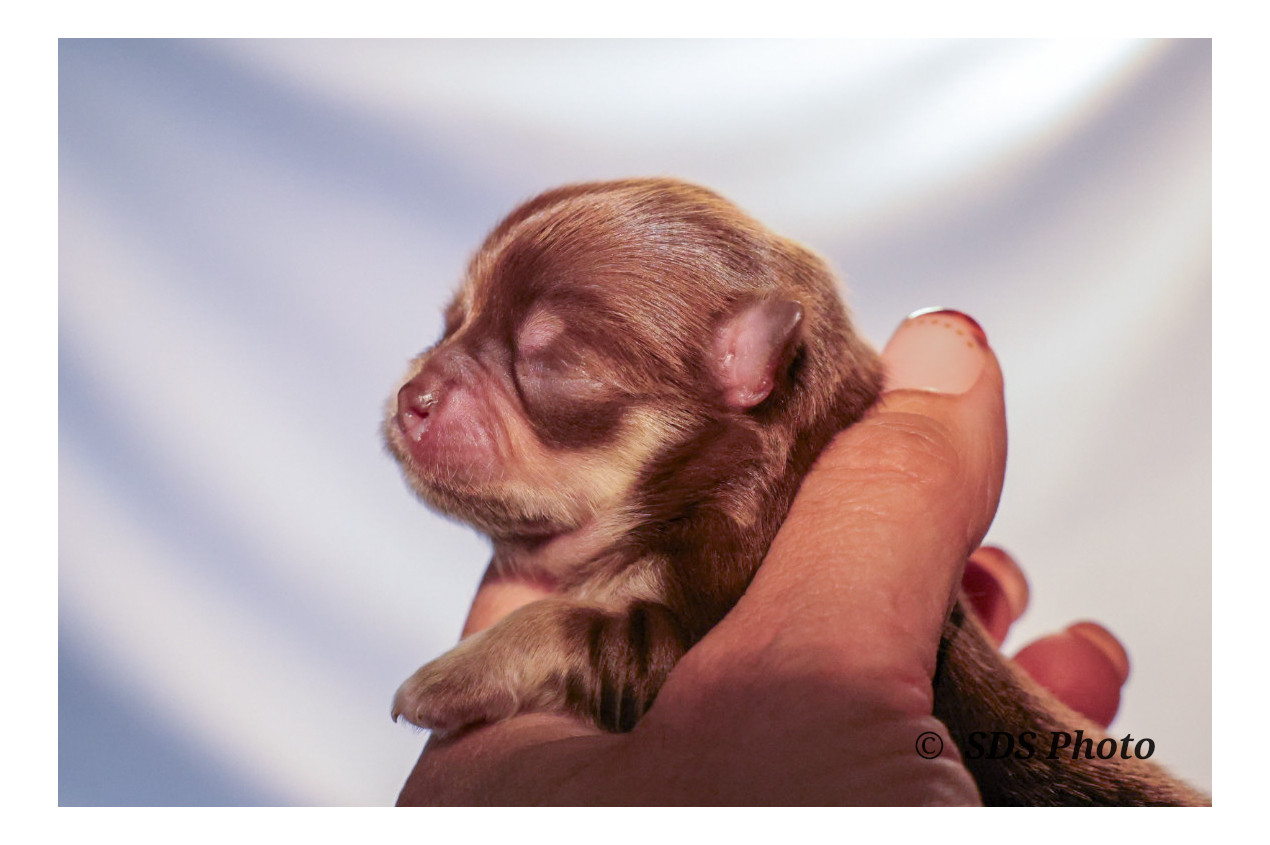 De la Cité Des Conquistadores - Chiots disponibles - Chihuahua