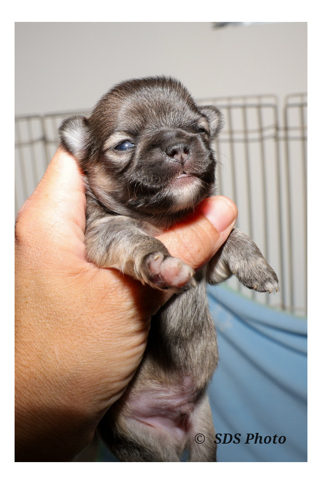 De la Cité Des Conquistadores - Chiots disponibles - Chihuahua