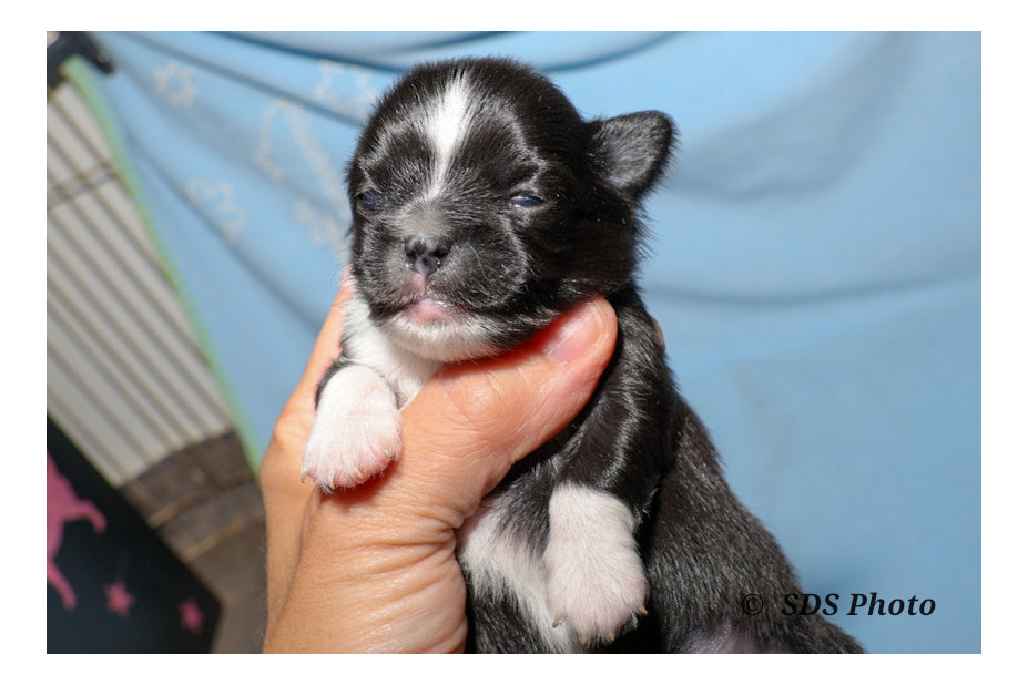 De la Cité Des Conquistadores - Chiots disponibles - Chihuahua