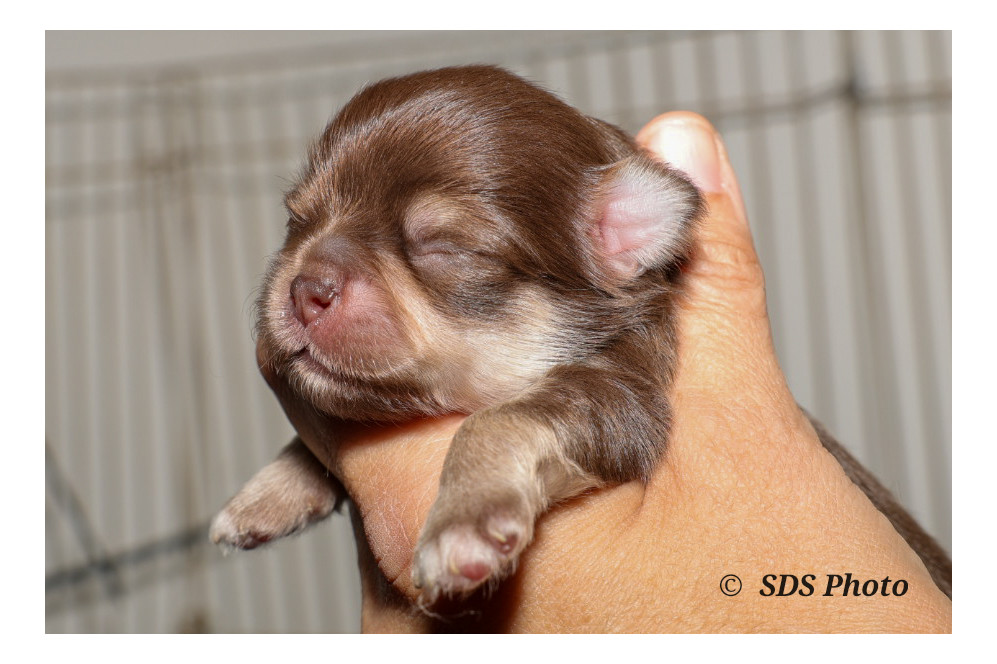 De la Cité Des Conquistadores - Chiots disponibles - Chihuahua