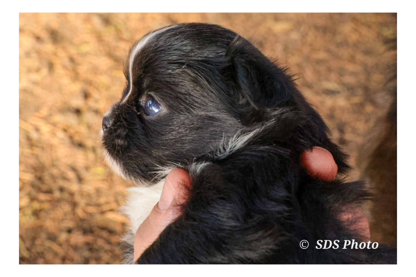 De la Cité Des Conquistadores - Chiots disponibles - Chihuahua