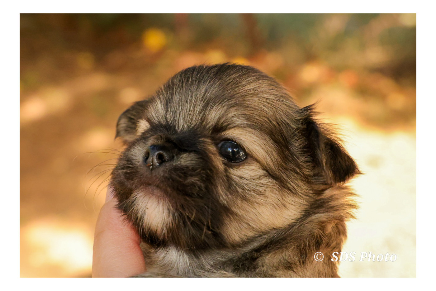 De la Cité Des Conquistadores - Chiots disponibles - Chihuahua