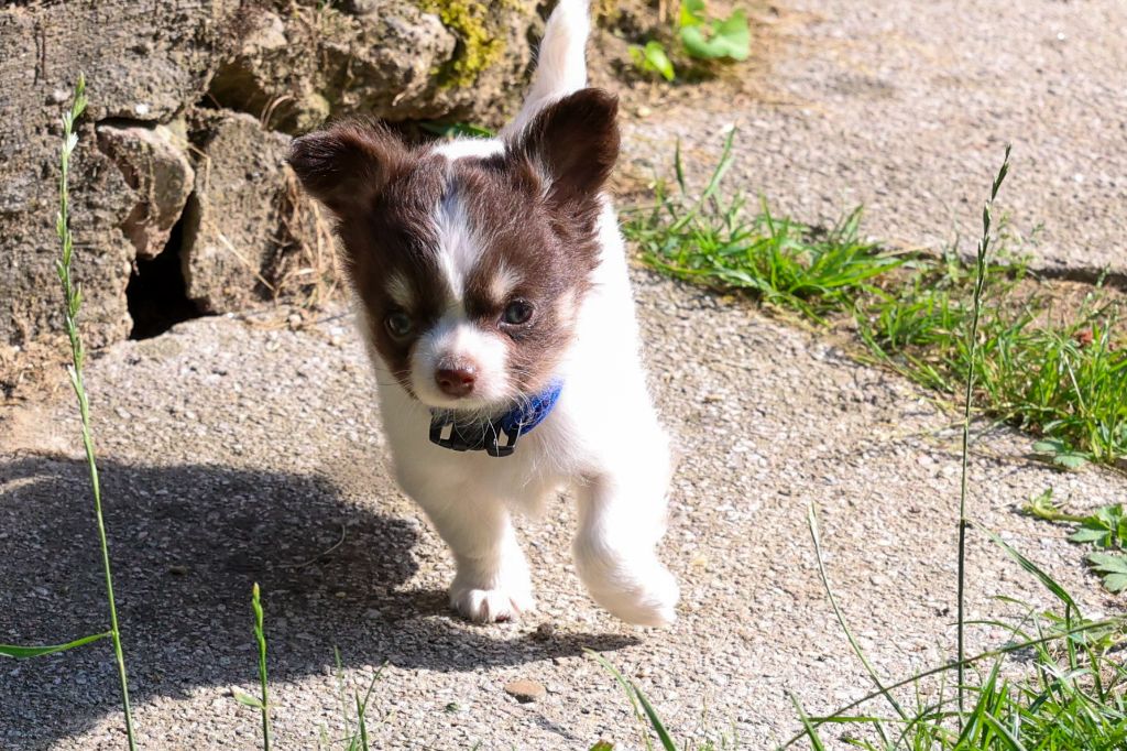 De la Cité Des Conquistadores - Chiots disponibles - Chihuahua