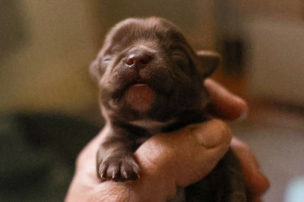 De la Cité Des Conquistadores - Chiots disponibles - Chihuahua