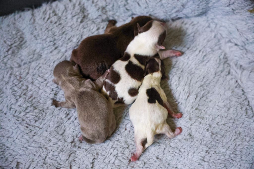 Chiot Chihuahua De la Cité Des Conquistadores